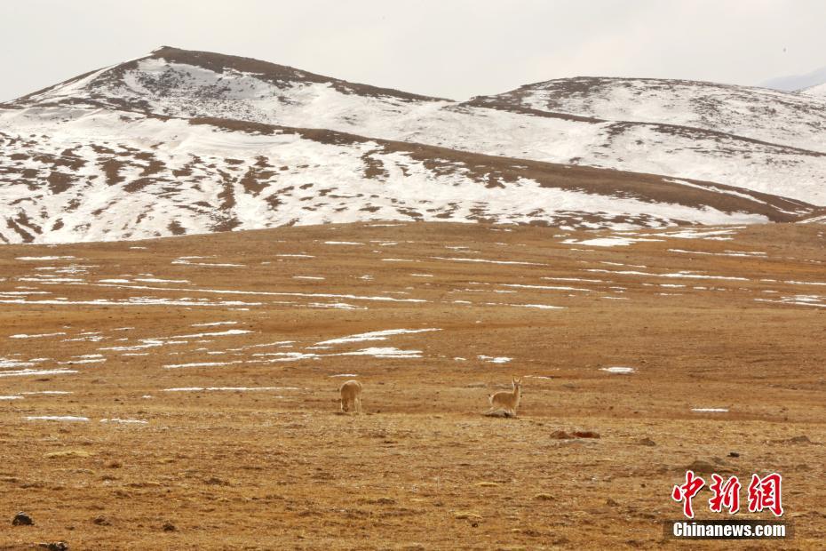 實(shí)拍冬季昆侖山腹西寧環(huán)保公司地:野生動(dòng)物成群結(jié)隊(duì)